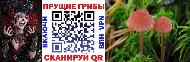 Купить где  Суздаль  Галлюциногенные грибы GOLDEN TEACHER 